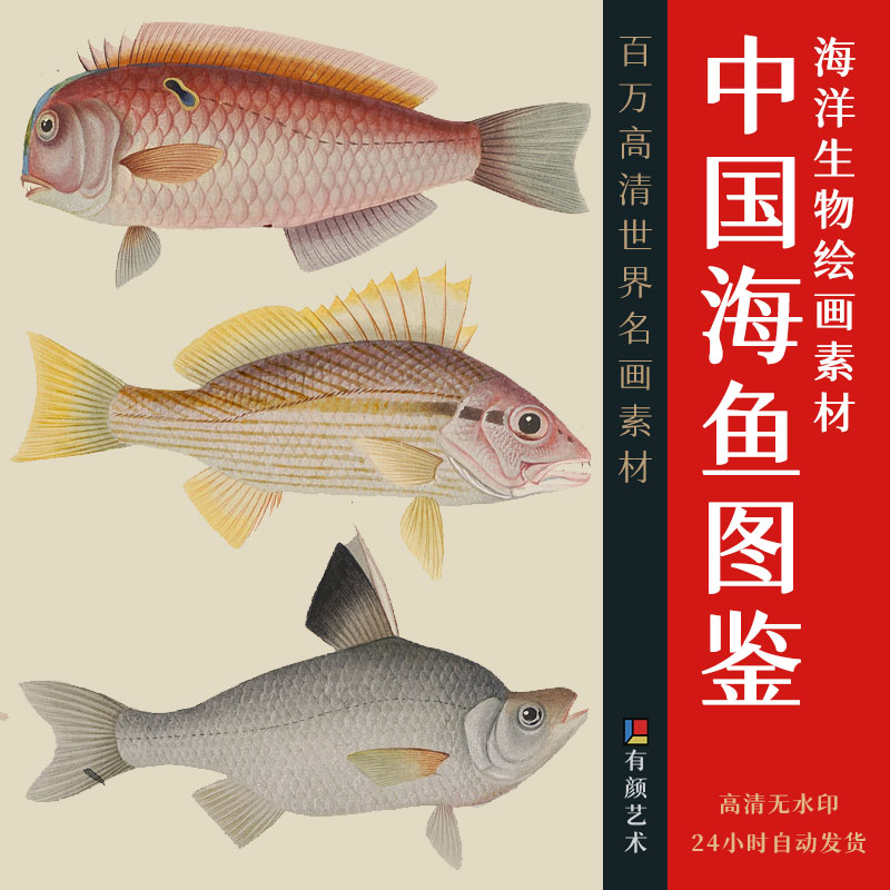 中国海鱼图鉴自然科学海洋生物虾蟹类百科手绘博物画高清素材图片