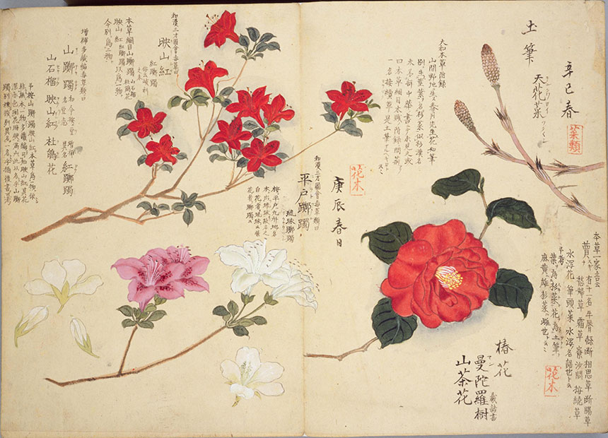 造化之美 | 梅园百花画谱-春夏秋冬手绘花草画集838幅