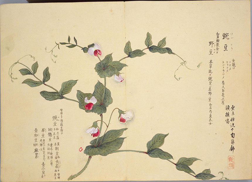 造化之美 | 梅园百花画谱-春夏秋冬手绘花草画集838幅