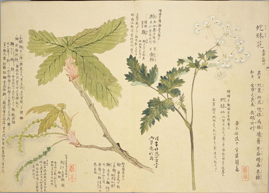 造化之美 | 梅园百花画谱-春夏秋冬手绘花草画集838幅