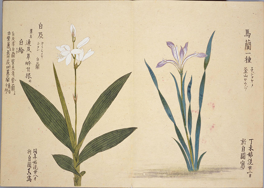 造化之美 | 梅园百花画谱-春夏秋冬手绘花草画集838幅