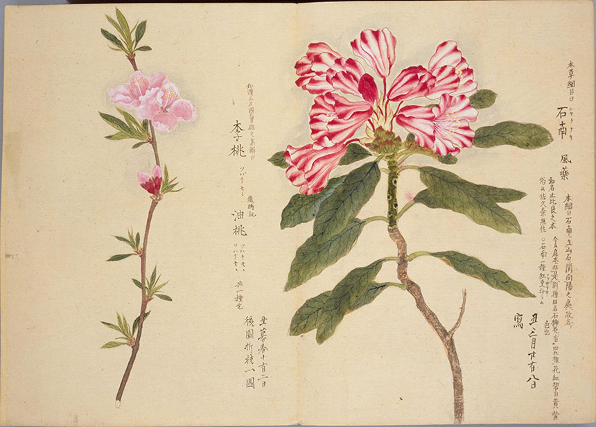 造化之美 | 梅园百花画谱-春夏秋冬手绘花草画集838幅