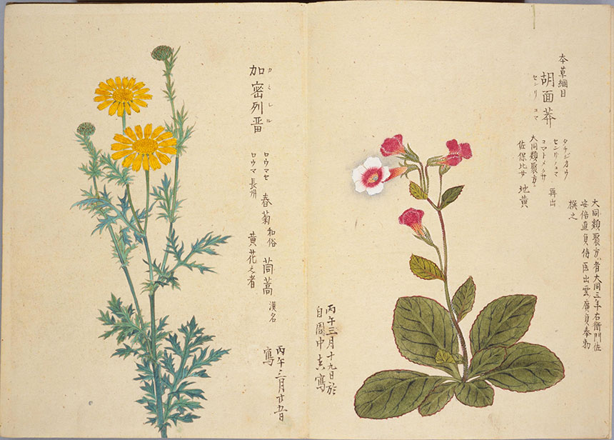 造化之美 | 梅园百花画谱-春夏秋冬手绘花草画集838幅